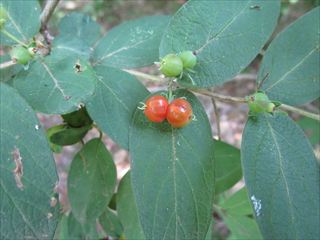 ヤマウグイスカグラ